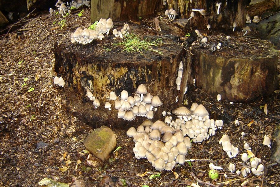 Coprinopsis strossmayeri (door Gert Immerzeel)