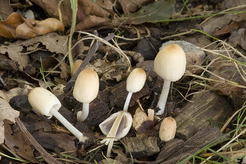 Coprinellus xanthothrix (door Nico Dam)