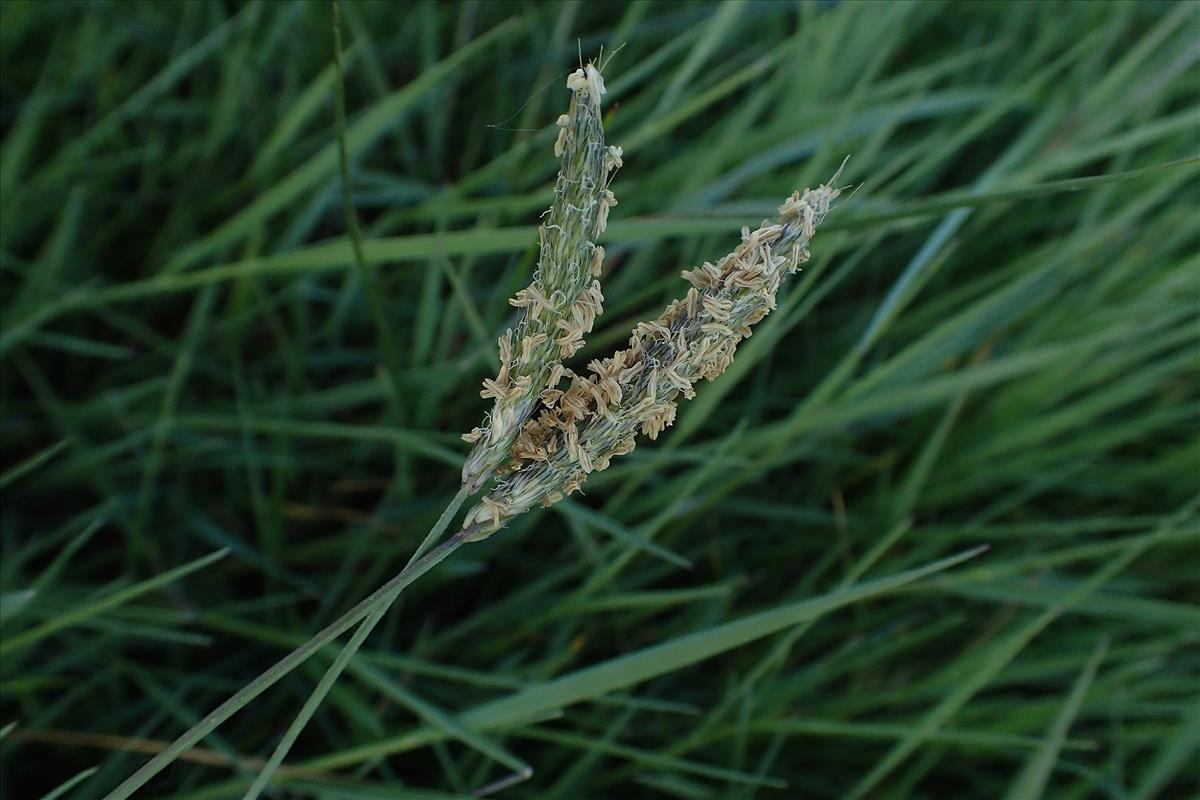 Alopecurus bulbosus (door Gerrit Welgraven)