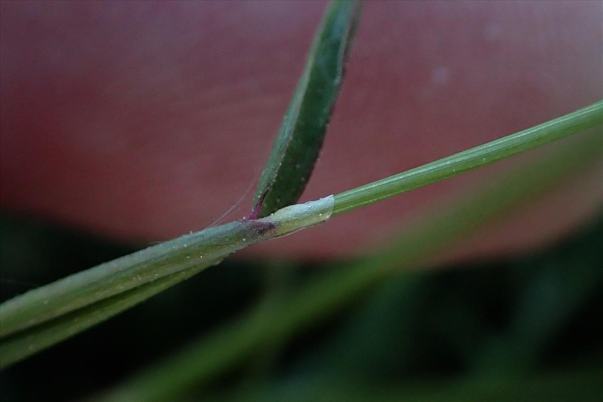 Alopecurus bulbosus (door Gerrit Welgraven)