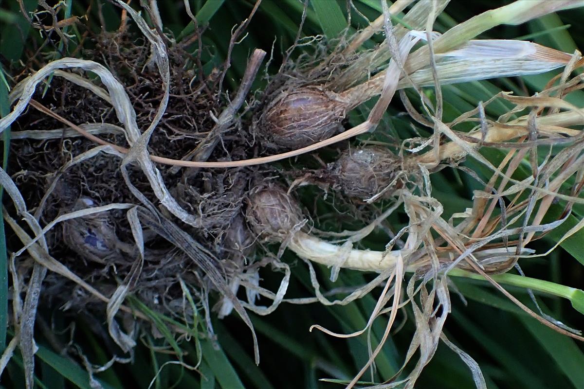 Alopecurus bulbosus (door Gerrit Welgraven)