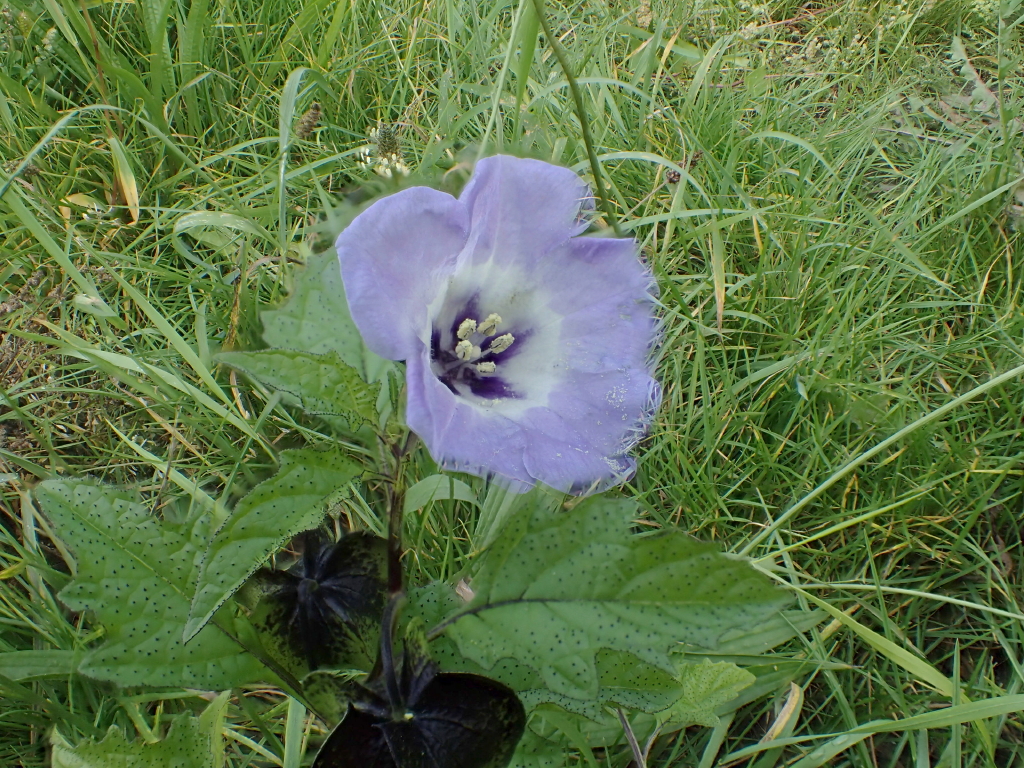 Nicandra physalodes (door Gerrit Welgraven)