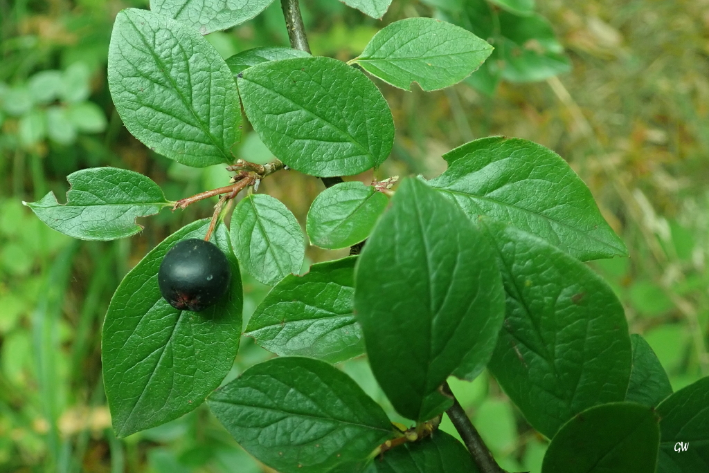 Cotoneaster ambiguus (door Gerrit Welgraven)