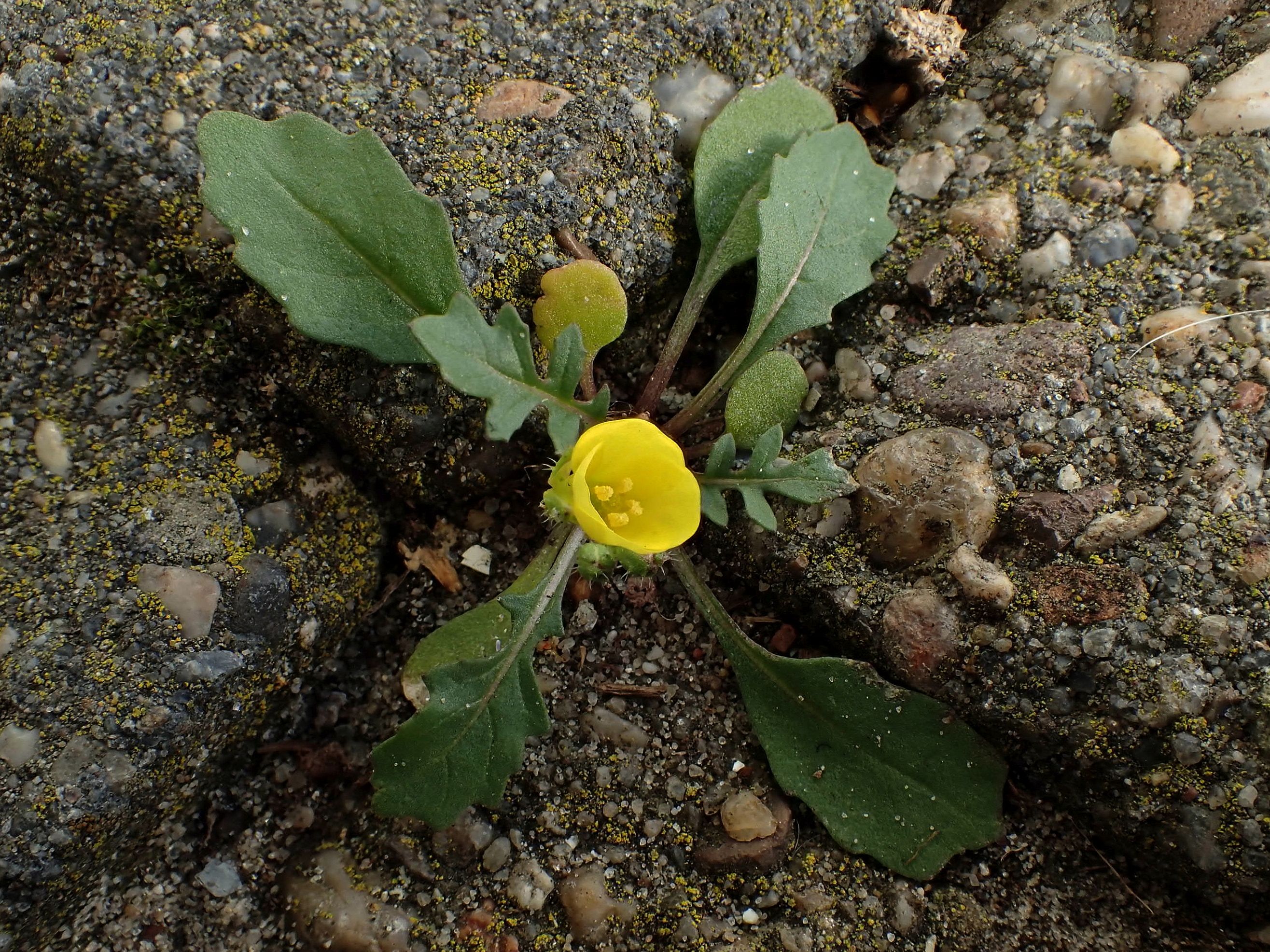 Diplotaxis muralis (door Gerrit Welgraven)