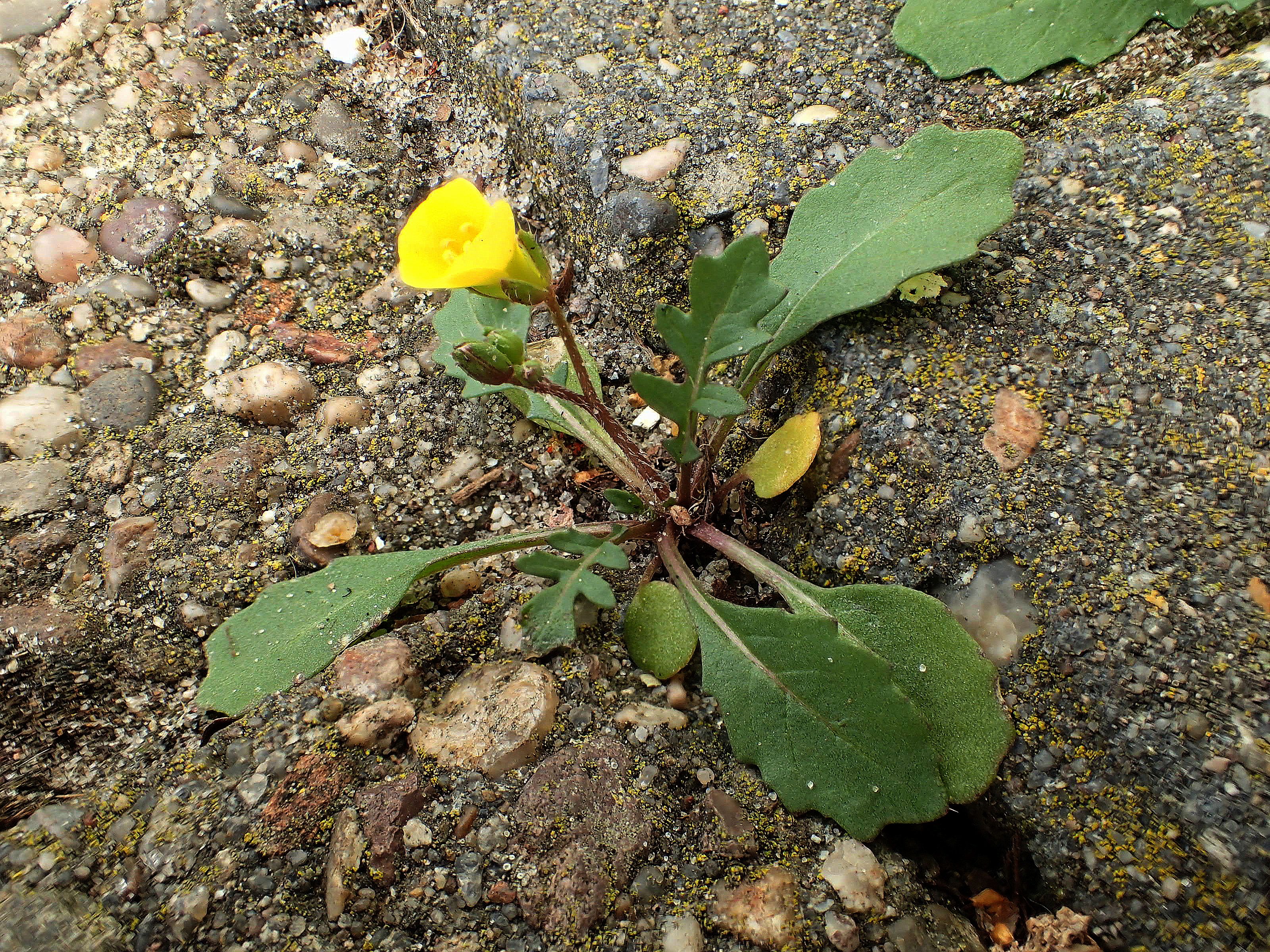 Diplotaxis muralis (door Gerrit Welgraven)