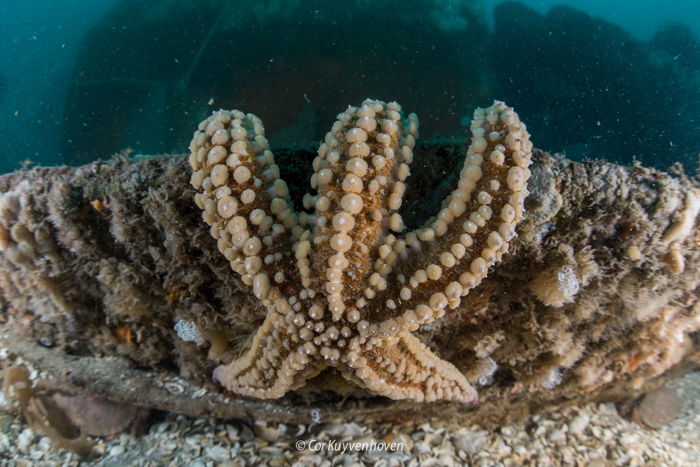 Marthasterias glacialis (door Cor Kuyvenhoven)