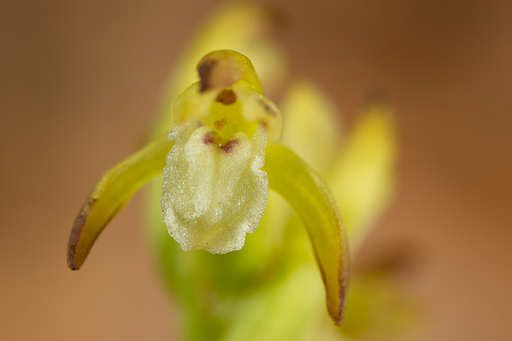 Corallorhiza trifida (door Bert Blok)