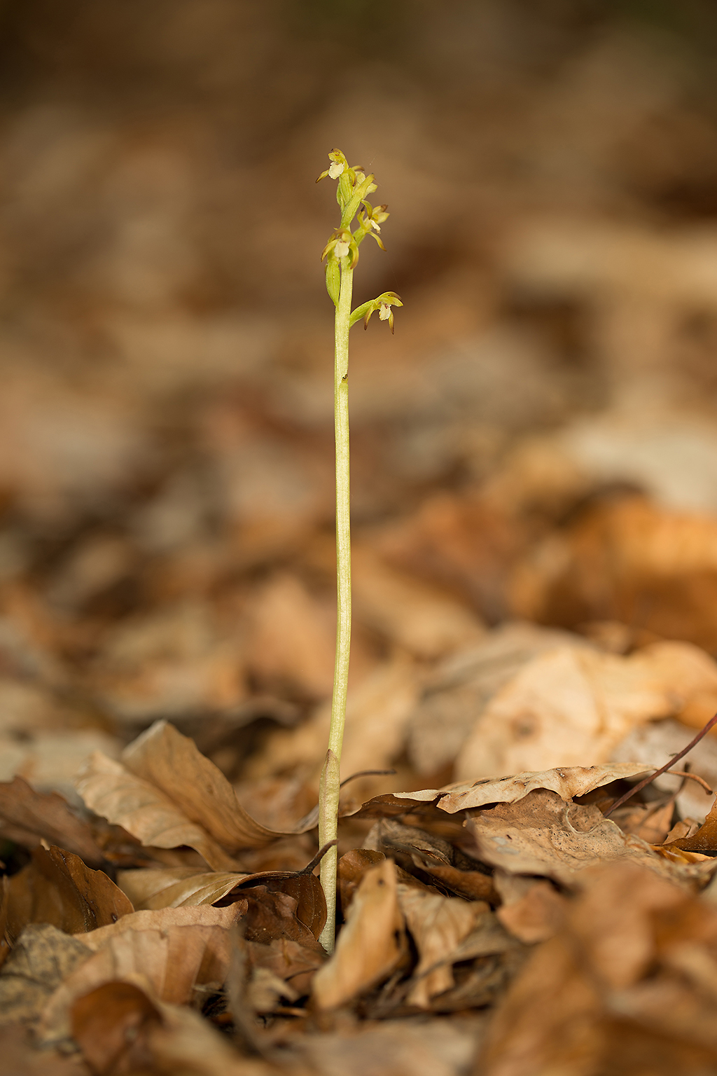 Corallorhiza trifida (door Bert Blok)