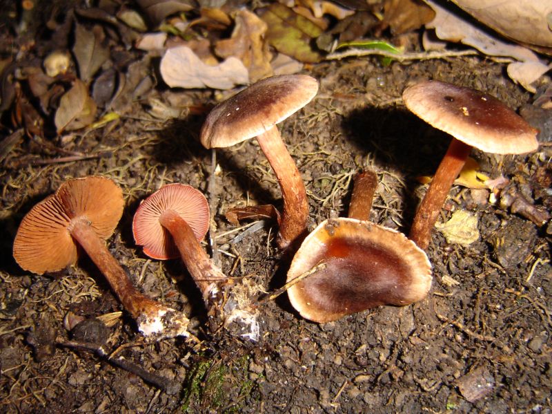 Cortinarius anthracinus (door Gert Immerzeel)