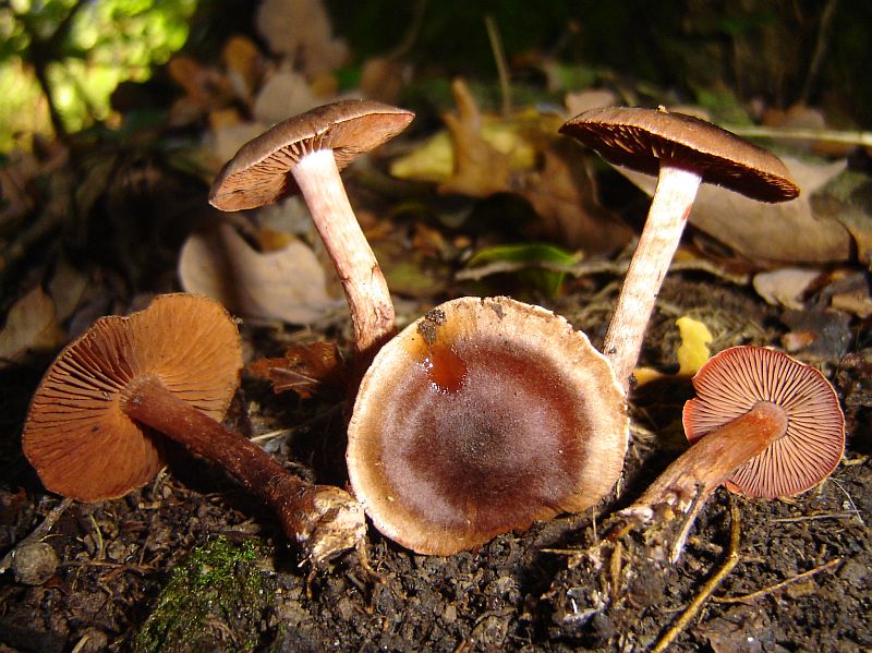 Cortinarius anthracinus (door Gert Immerzeel)