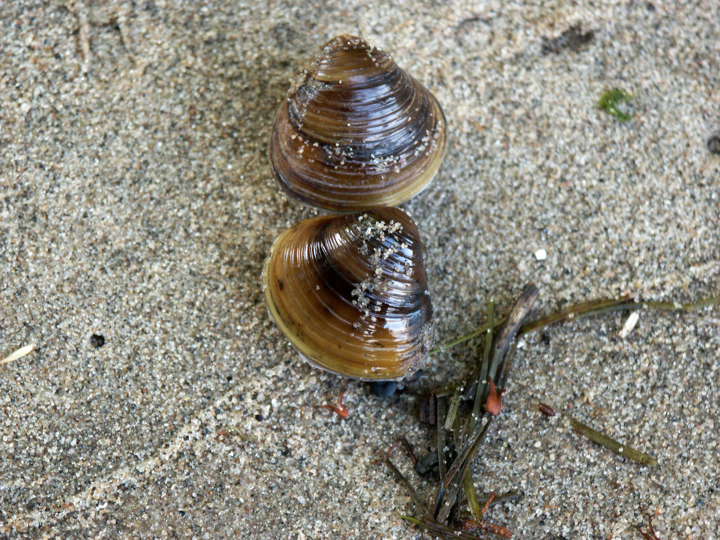 Corbicula fluminea (door Ronald van Jeveren)