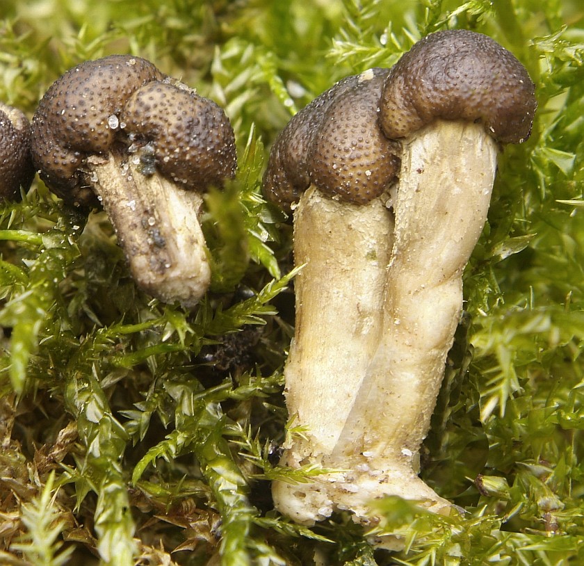 Elaphocordyceps capitata (door Marjon van der Vegte)