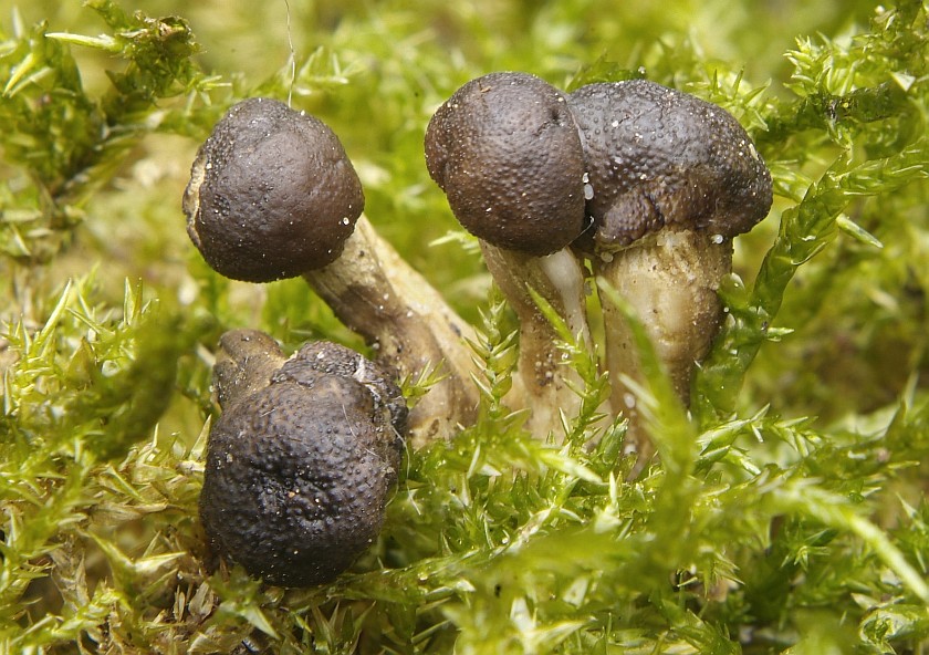 Elaphocordyceps capitata (door Marjon van der Vegte)