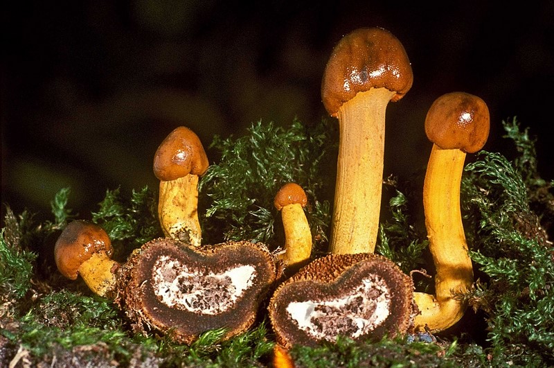 Elaphocordyceps longisegmentis (door Henk Huijser)