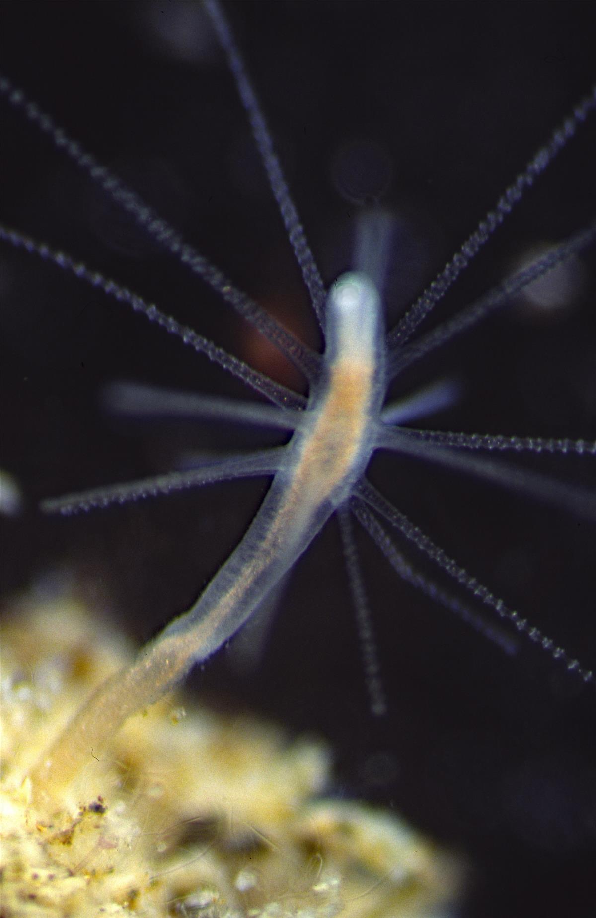 Cordylophora caspia (door Marco Faasse)