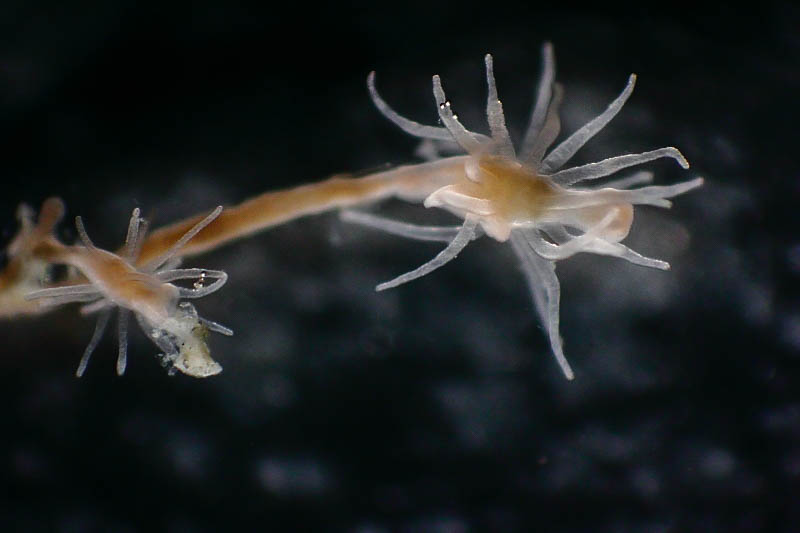 Cordylophora caspia (door Floris Bennema)