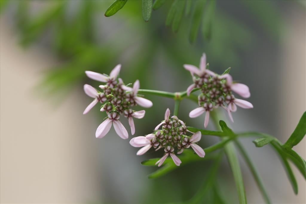 Coriandrum sativum (door Gertjan van Mill)