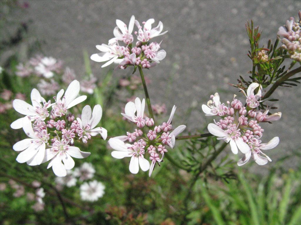 Coriandrum sativum (door Gertjan van Mill)