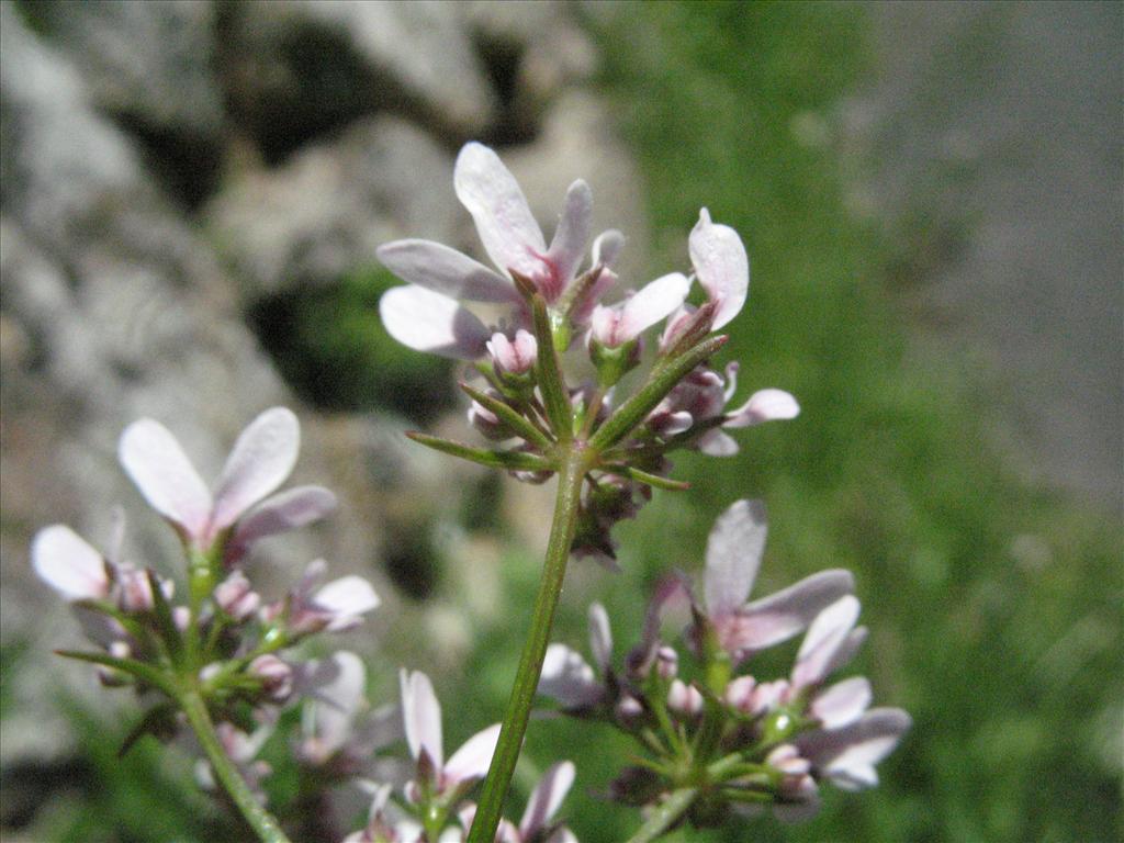 Coriandrum sativum (door Gertjan van Mill)