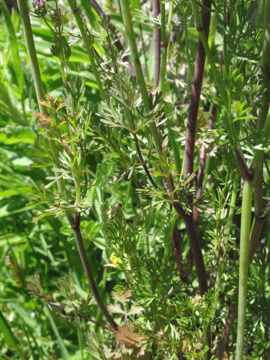 Coriandrum sativum (door Gertjan van Mill)