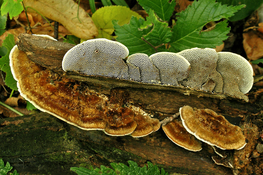 Coriolopsis gallica (door Henk Huijser)