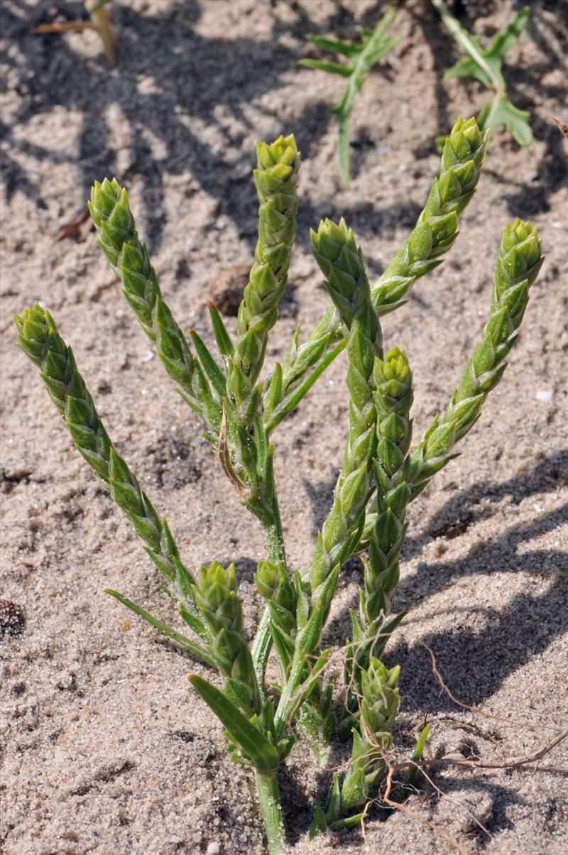 Corispermum pallasii (door Hans Toetenel)