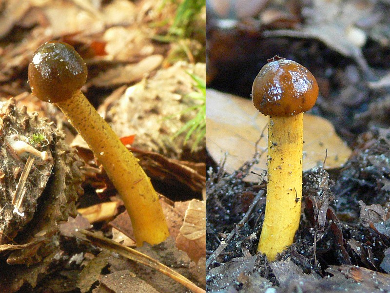 Elaphocordyceps longisegmentis (door Henri Jansen)