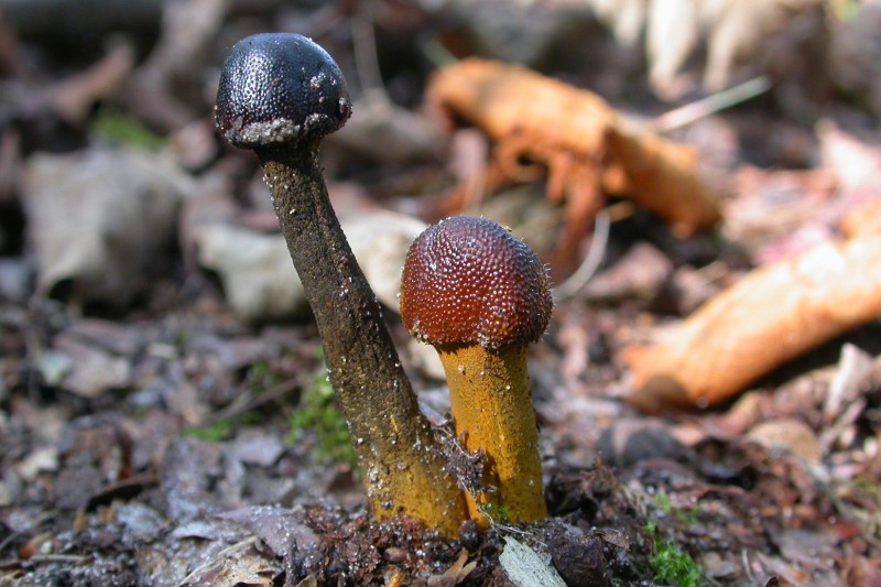 Elaphocordyceps longisegmentis (door Mike Hirschler)