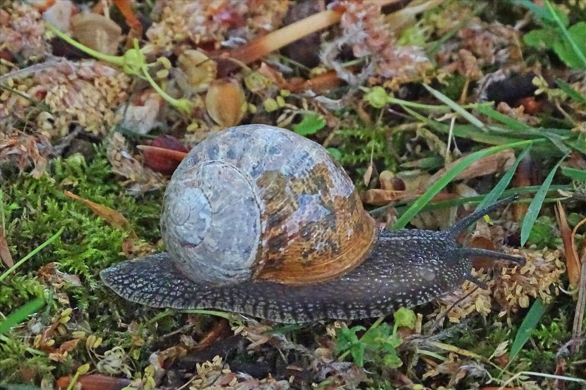 Cornu aspersum aspersum (door Jan Kersten)