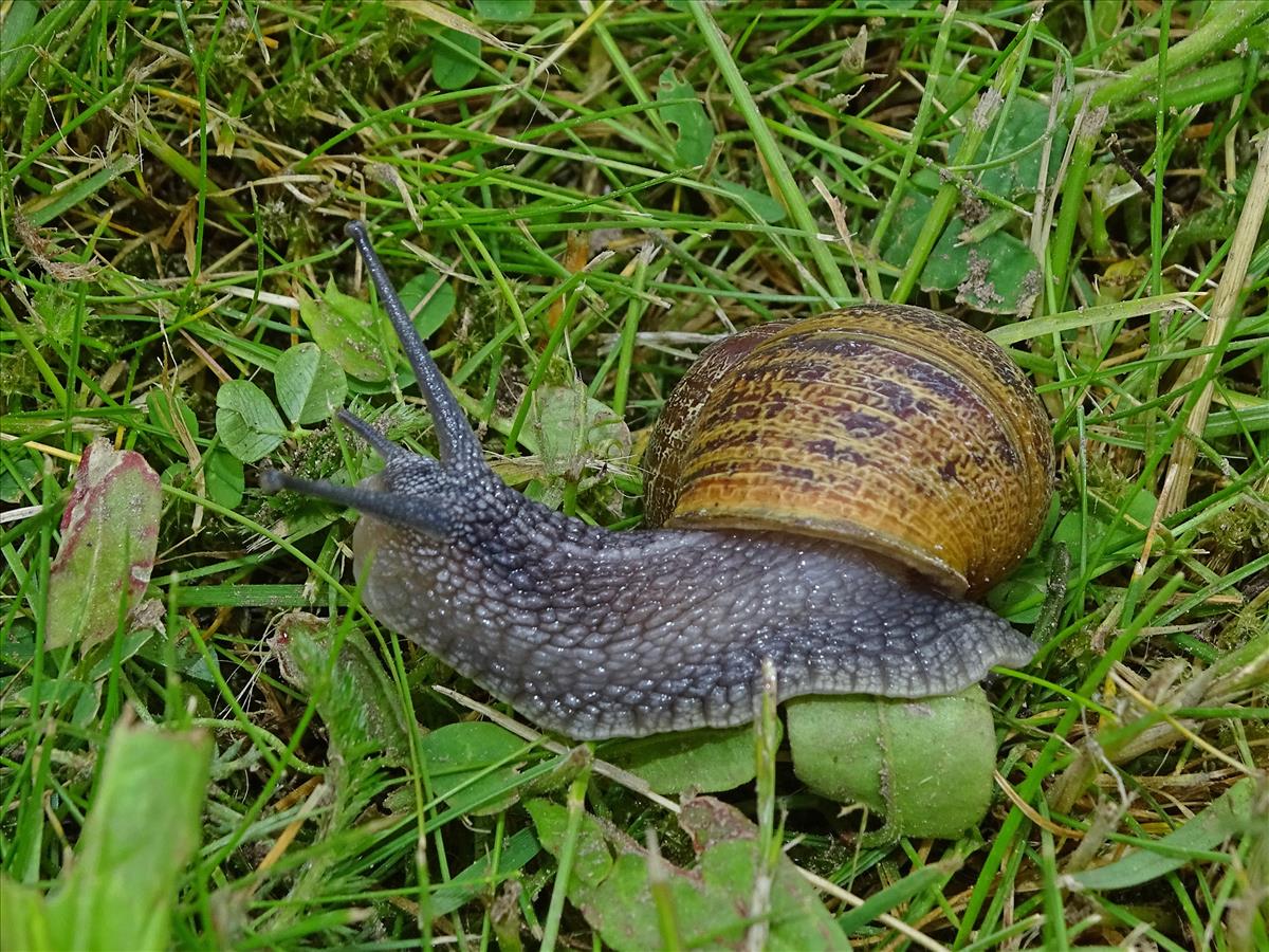 Cornu aspersum aspersum (door Jan Kersten)