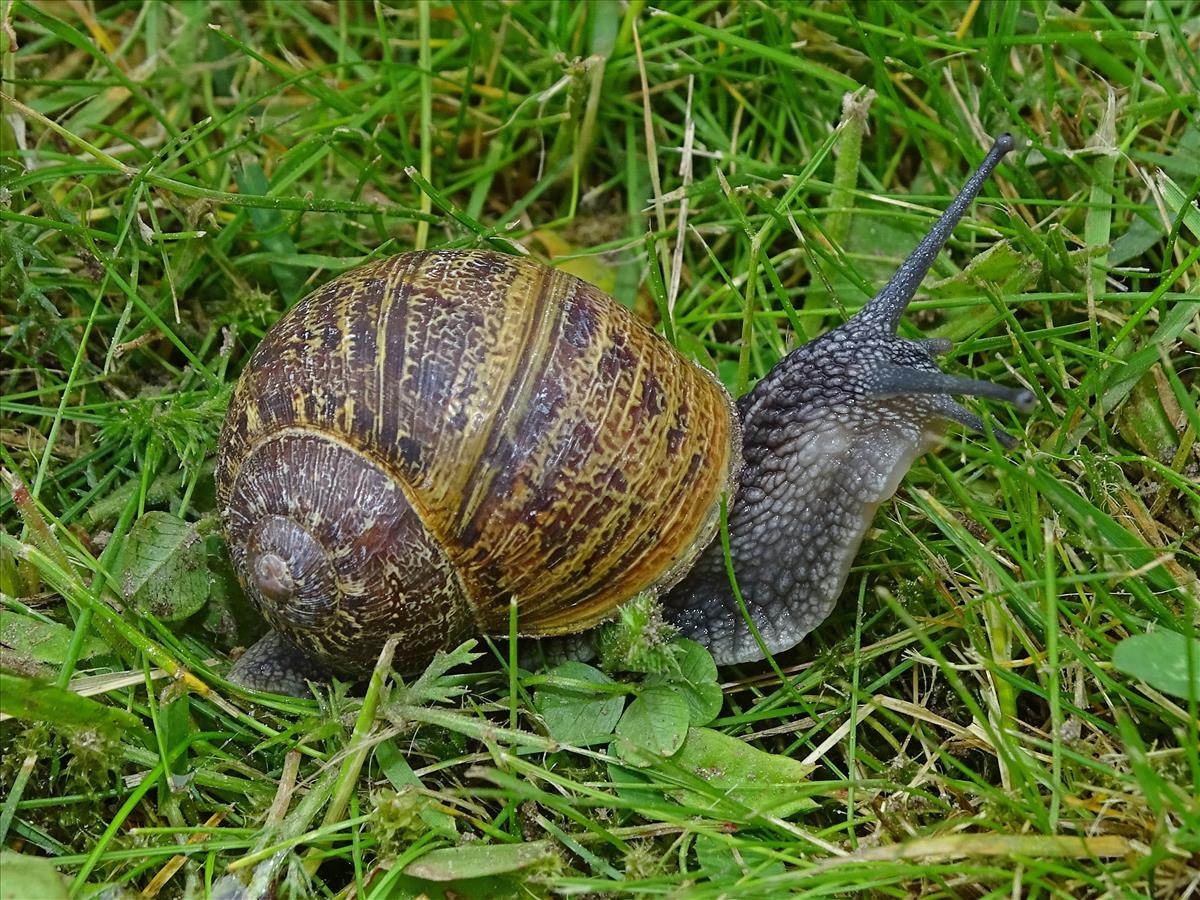 Cornu aspersum aspersum (door Jan Kersten)