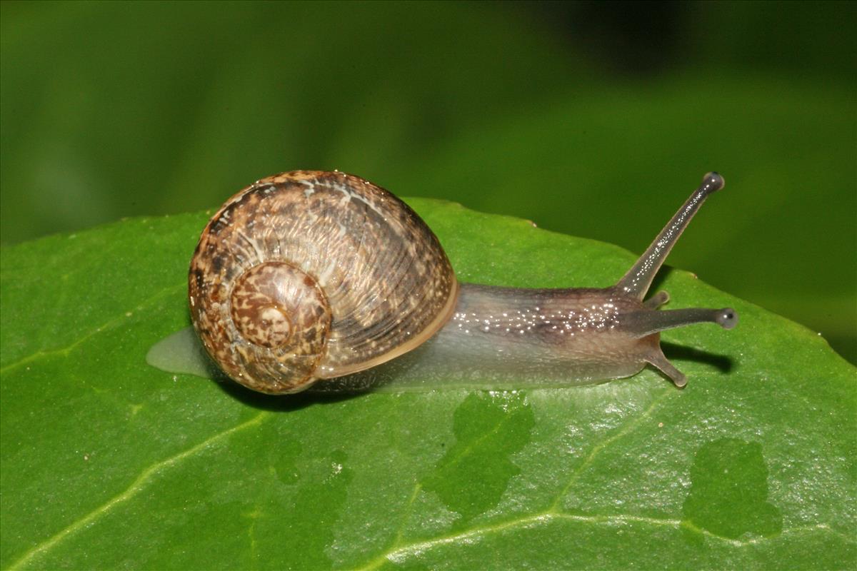 Cornu aspersum aspersum (door Jan Kersten)