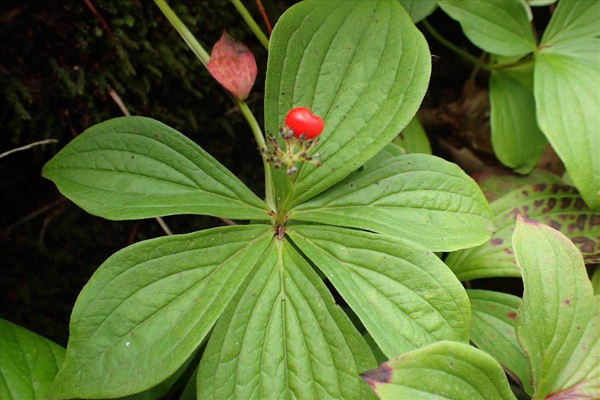 Cornus canadensis (door Adrie van Heerden)