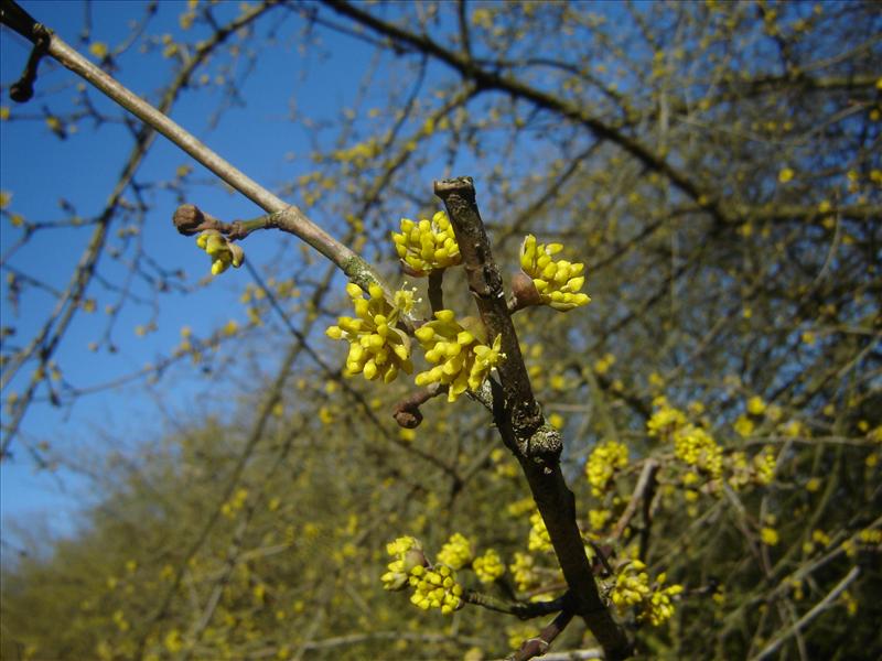 Cornus mas (door Ruud Beringen)