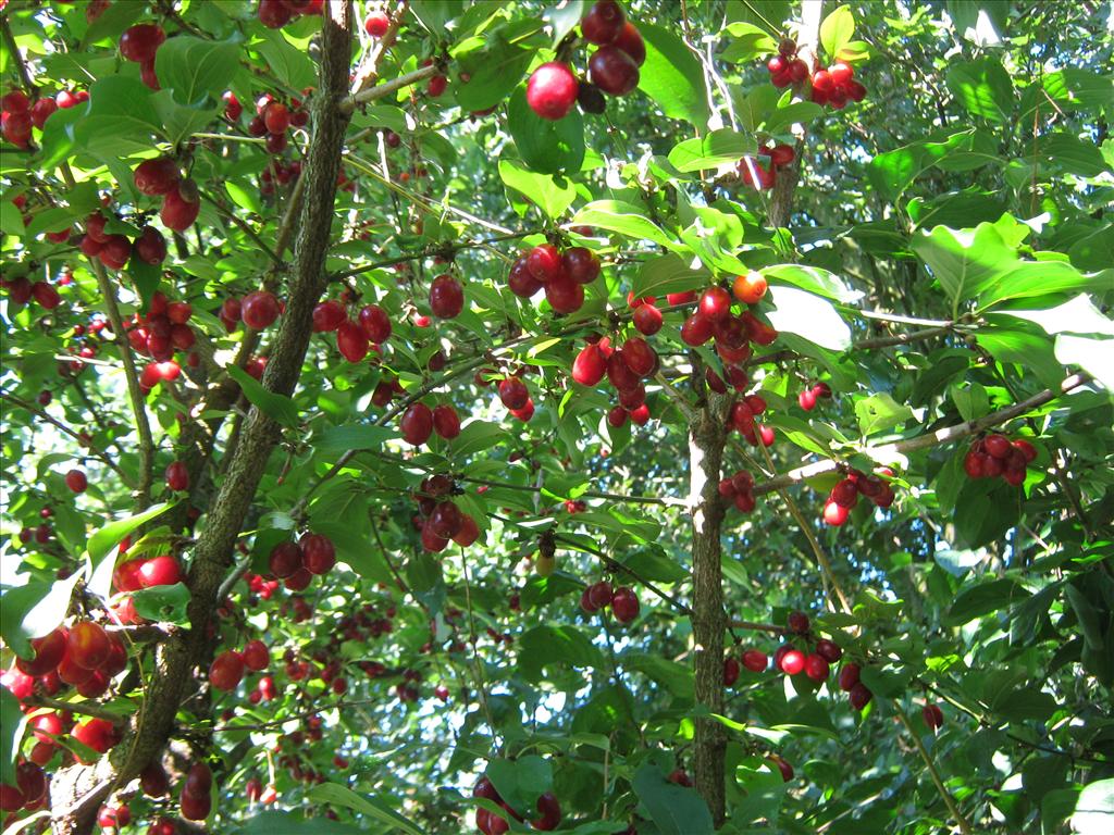 Cornus mas (door Toon Verrijdt)