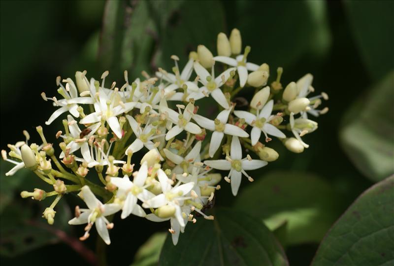 Cornus sanguinea (door Adrie van Heerden)