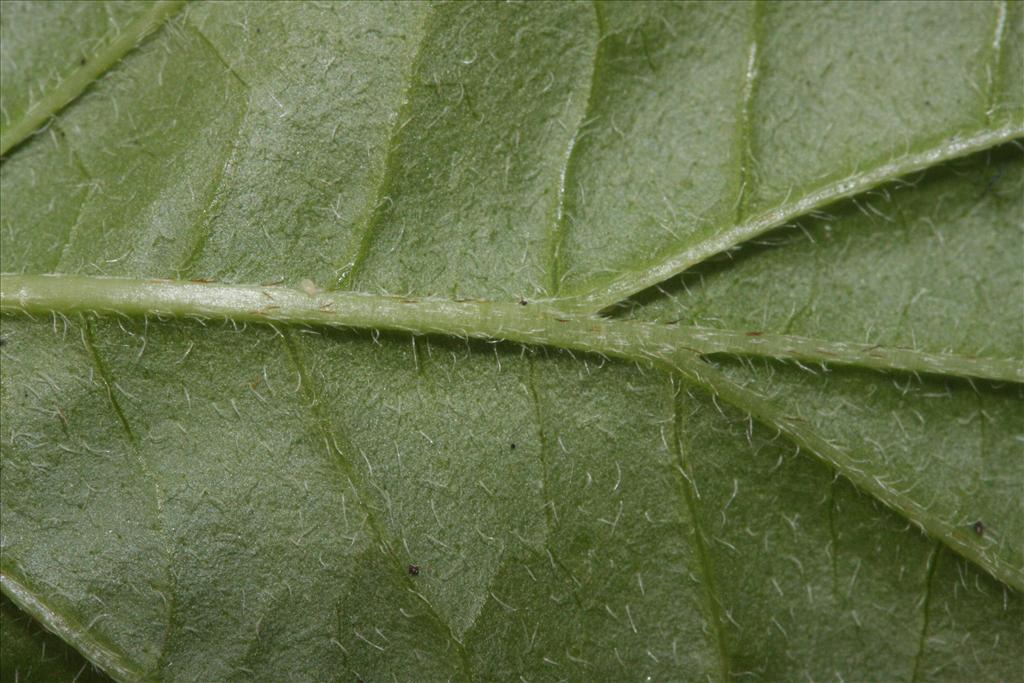 Cornus sanguinea subsp. sanguinea (door Rutger Barendse)