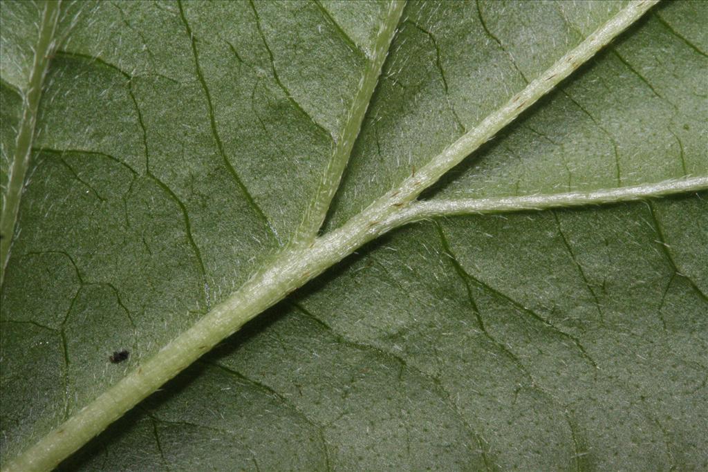 Cornus sanguinea subsp. australis (door Rutger Barendse)