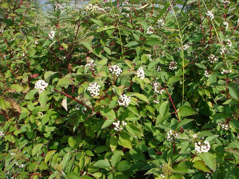 Cornus sericea (door Adrie van Heerden)