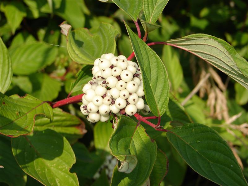 Cornus sericea (door Adrie van Heerden)