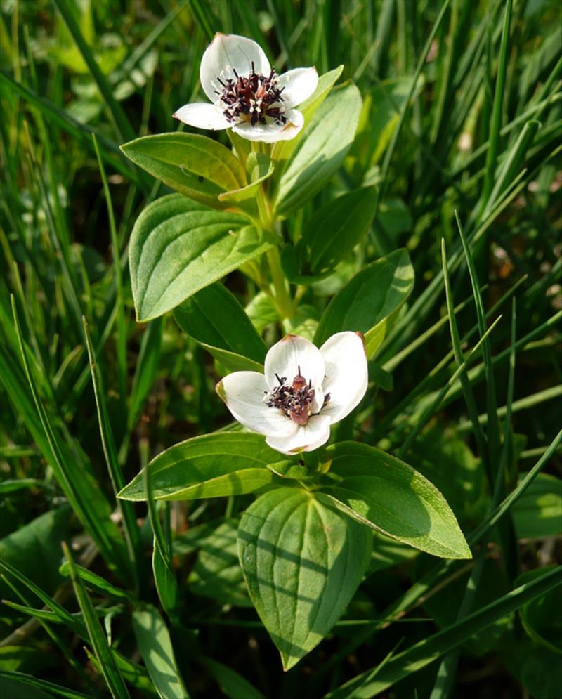 Cornus suecica (door Willie Riemsma)