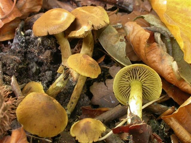 Cortinarius olivaceofuscus (door Emma van den Dool)