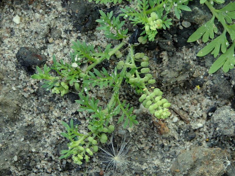 Lepidium didymum (door Adrie van Heerden)