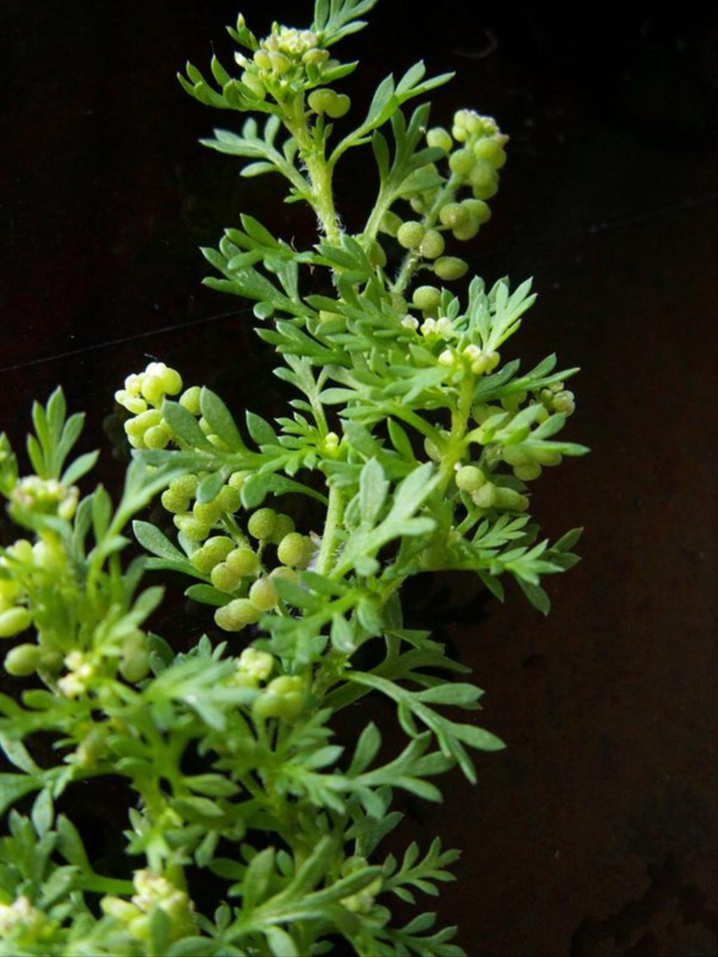 Lepidium didymum (door Han Beeuwkes)