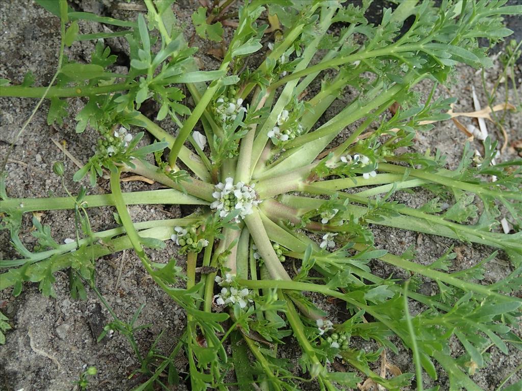 Lepidium coronopus (door Adrie van Heerden)