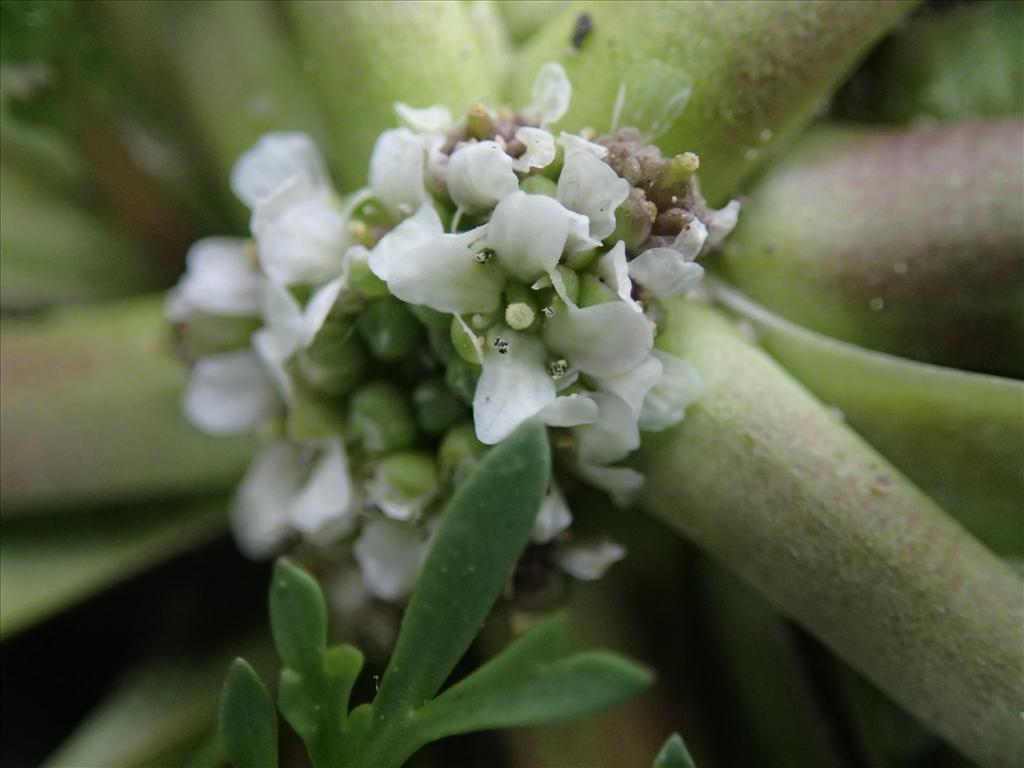 Lepidium coronopus (door Adrie van Heerden)