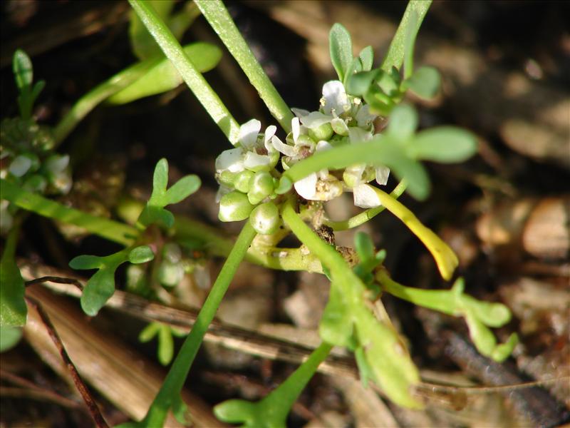 Lepidium coronopus (door Adrie van Heerden)