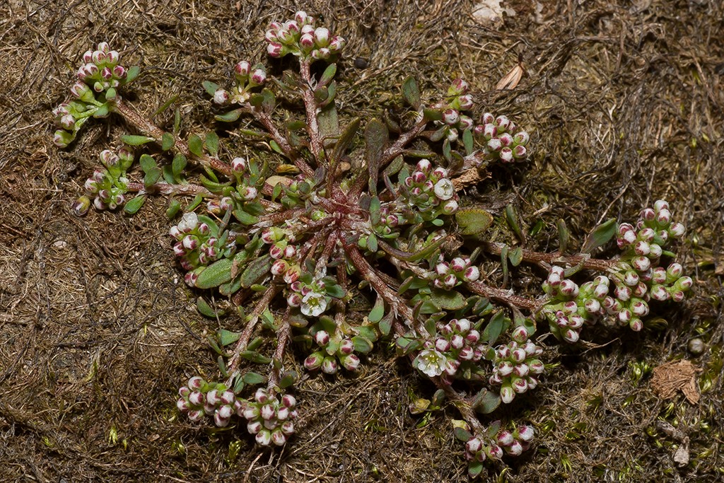 Corrigiola litoralis (door Bert Blok)