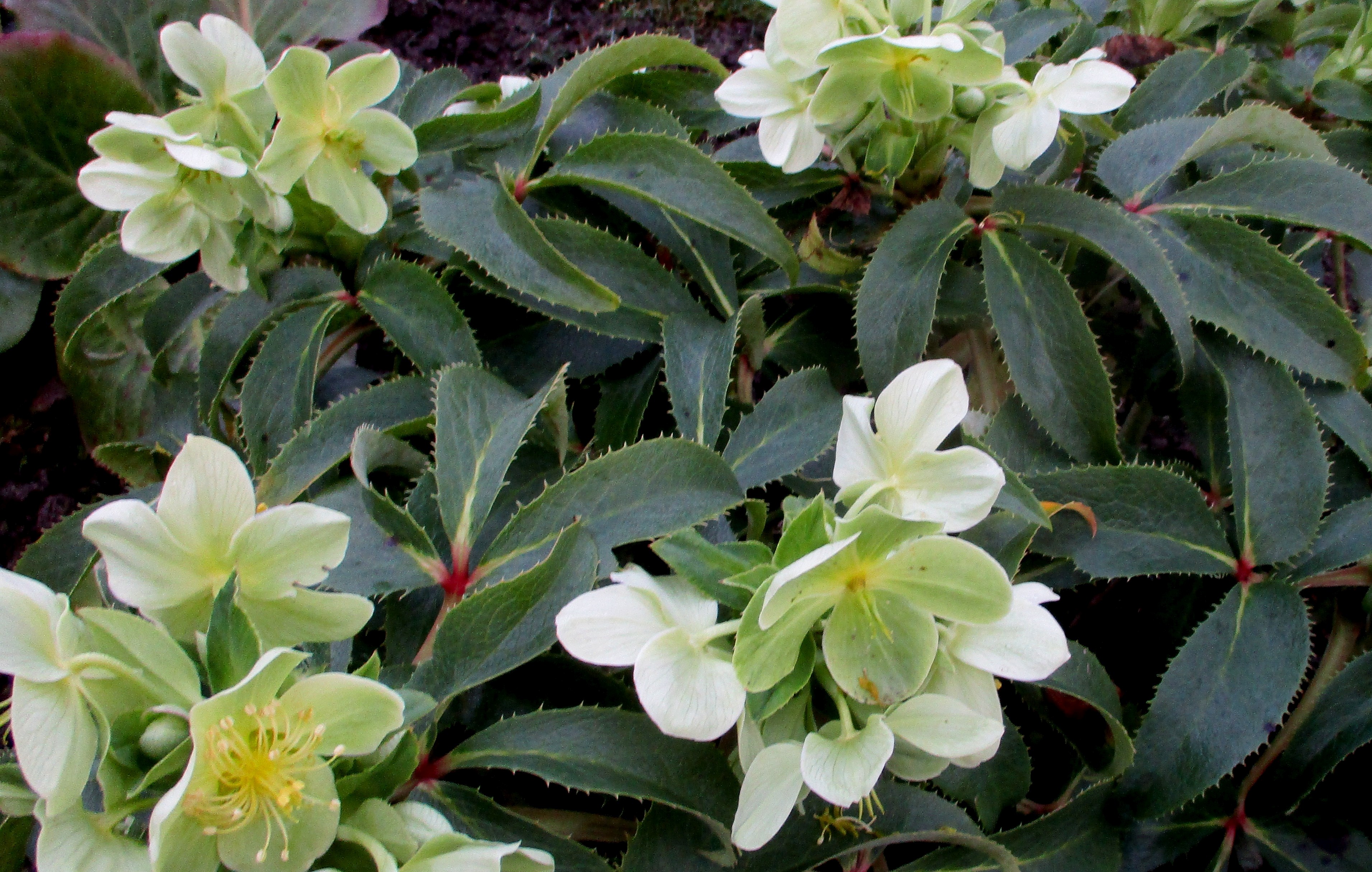 Helleborus argutifolius (door Toon Verrijdt)