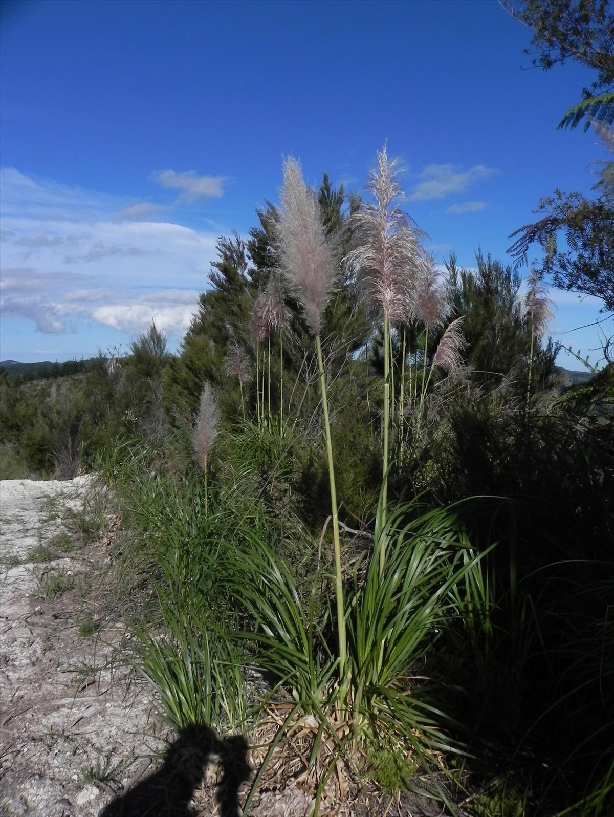 Cortaderia jubata (door Johan van Valkenburg)